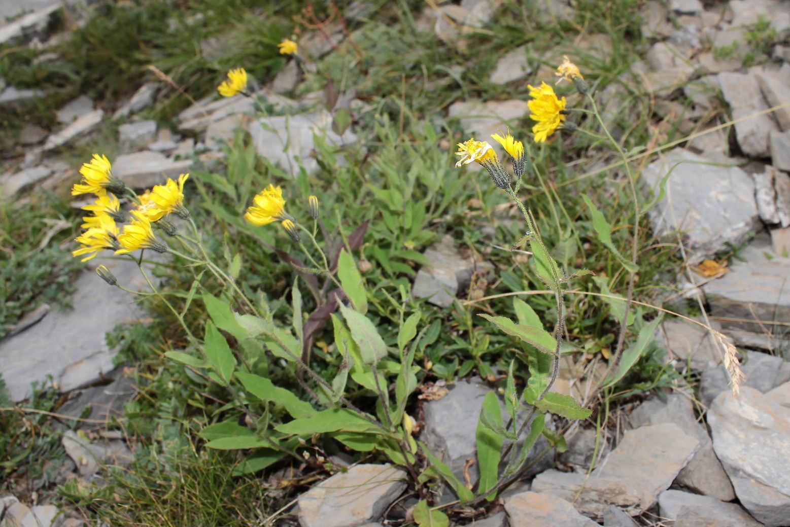 Asteracea - Hieracium sp.